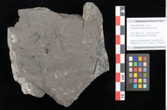 Foto (Objekt + Etikett) von Thinnfeldia lunzensis Ettingshausen (NHMW-GEO-2024-0188-10588)